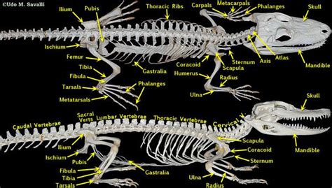 動物骨骼|图说骨骼系统(Skeletal system)·无脊椎动物